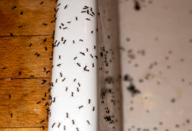 Best Wasp Removal Services  in Naples, UT