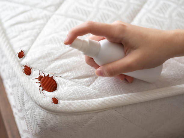 Best Local Pest Control Services  in Naples, UT