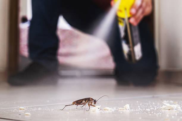 Best Spider Control Near Me  in Naples, UT